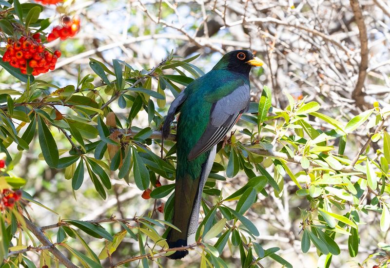 Elegant Trogan - Trogon elegans