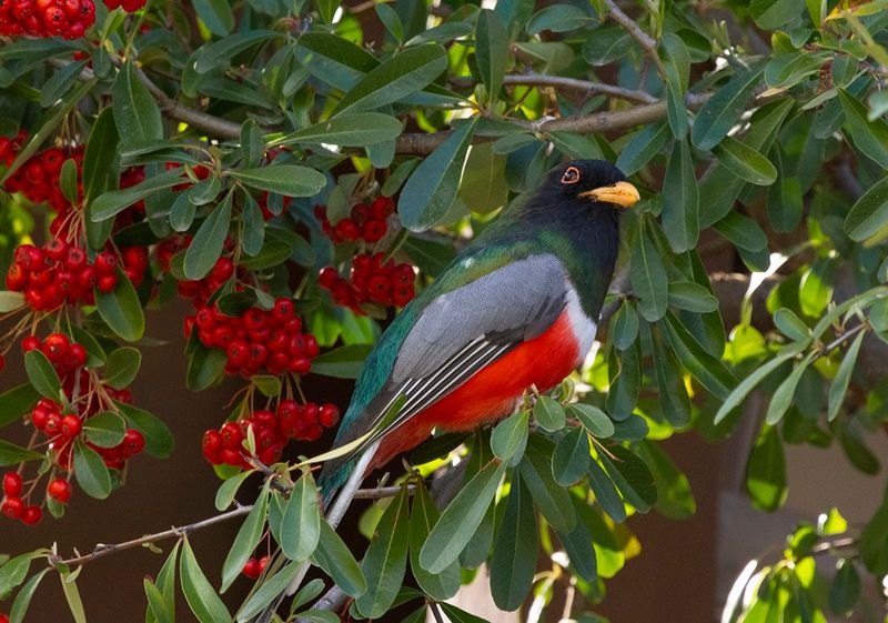 Elegant Trogan - Trogon elegans