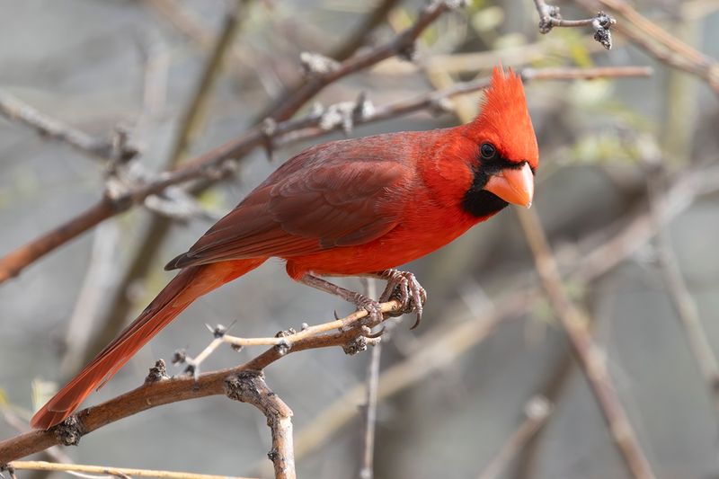 Northern Cardinal - Cardinalis cardinalis
