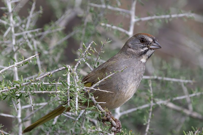 Green-tailed Towhee -  Pipilo chlorurus