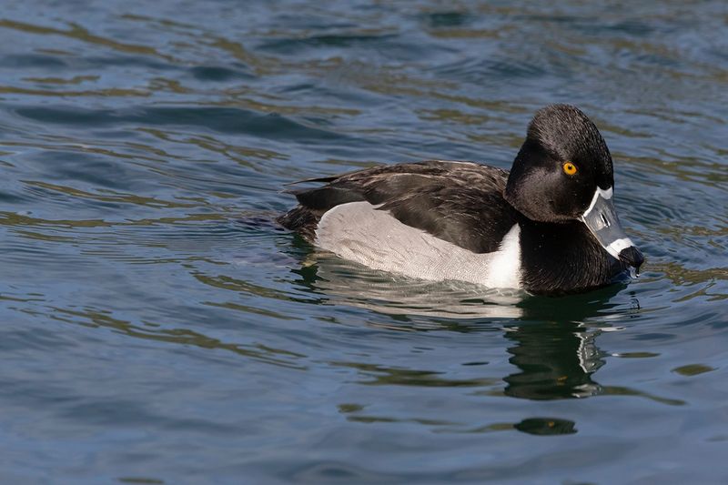 Ring-necked duck - Aythya collaris 
