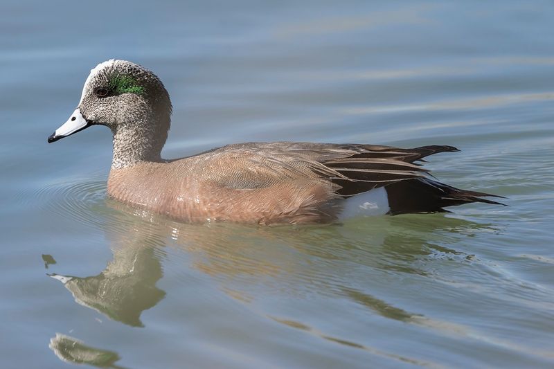American widgeon - Mareca americana
