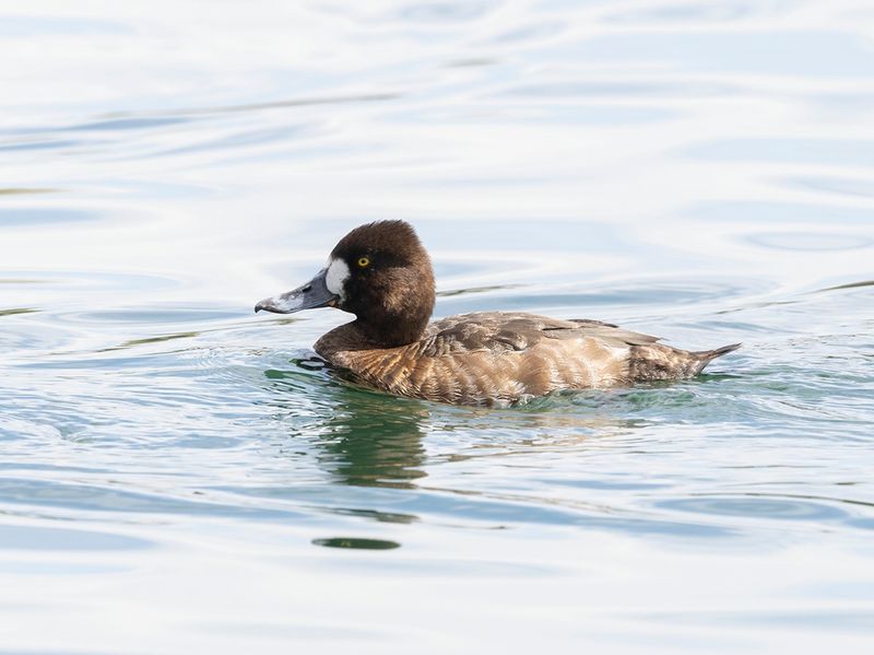 Lesser scaup - Aythya affinis