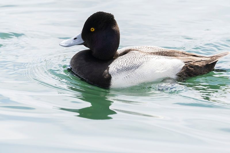 Lesser Scaup - Aythya affinis