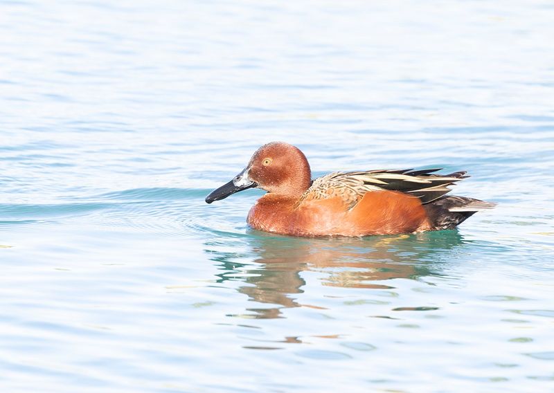 Cinnamon Teal - Anas cyanoptera