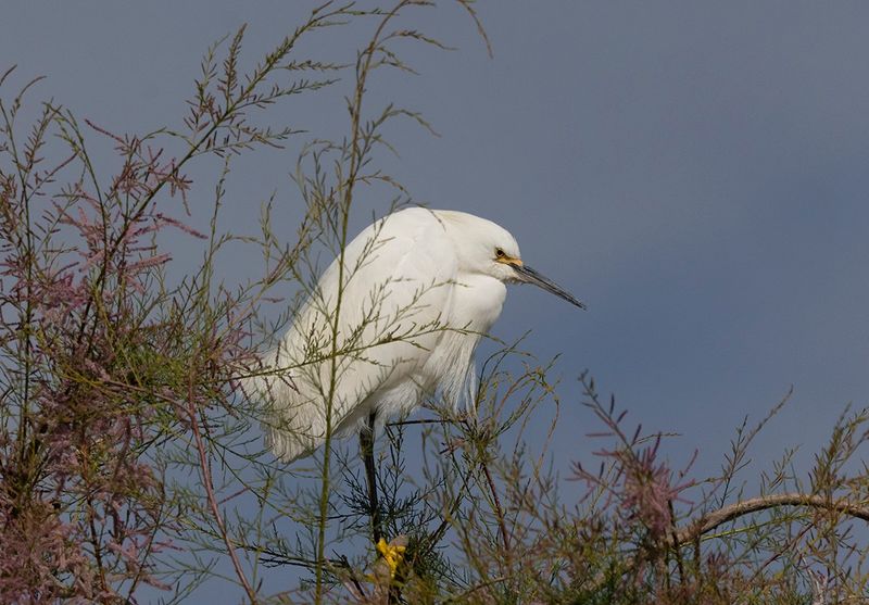 Snowy Egret - Egretta thula