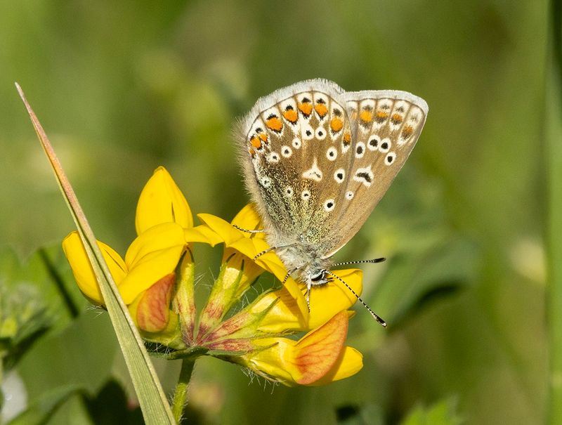EUROPEAN BUTTERFLIES