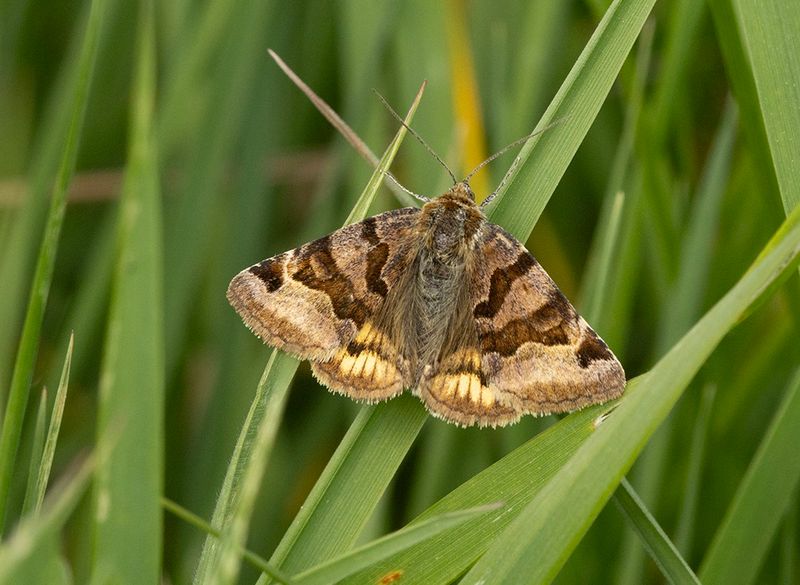 moths