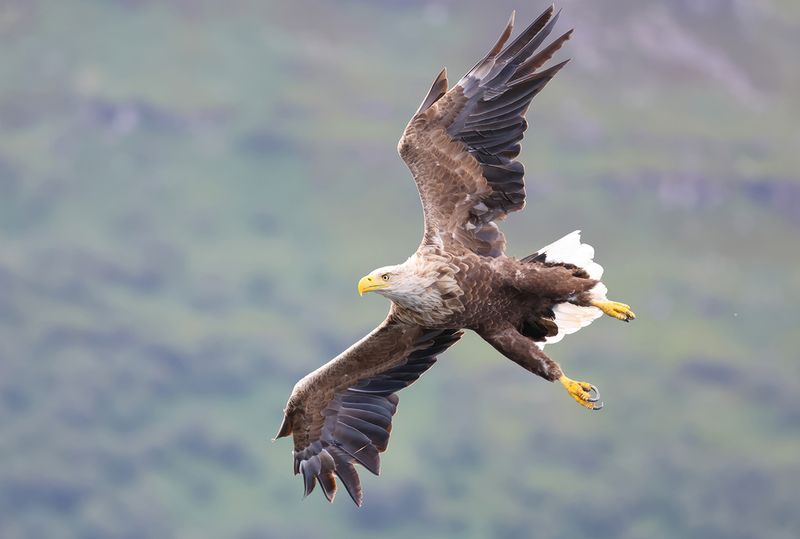 WHITE - TAILED SEA EAGLE