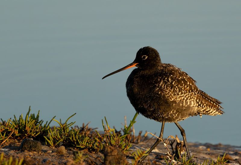 IMAGES OF NATURE FROM THE GREEK ISLAND OF LESVOS
