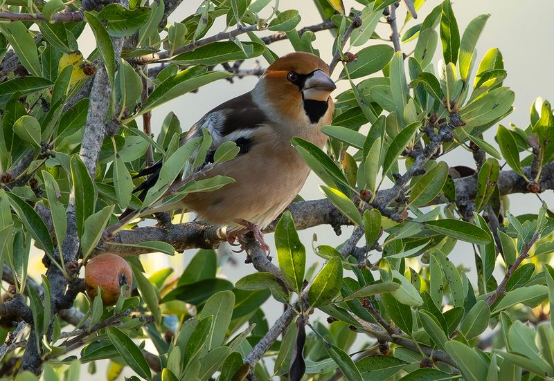 IMAGES OF NATURE FROM THE GREEK ISLAND OF LESVOS