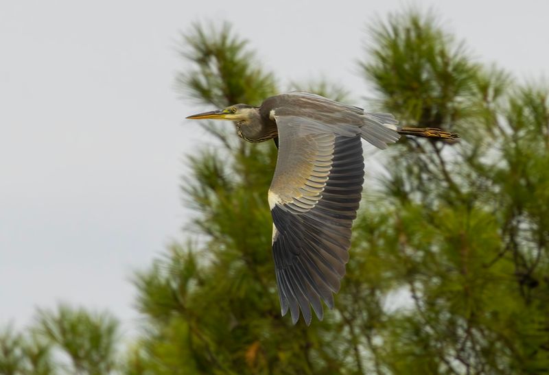 LESVOS BIRDS 2025 WORK IN PROGRESS !