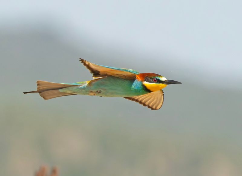 LESVOS BIRDS 2025 WORK IN PROGRESS !