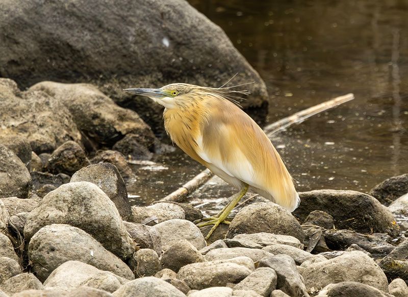 LESVOS BIRDS 2025 WORK IN PROGRESS !