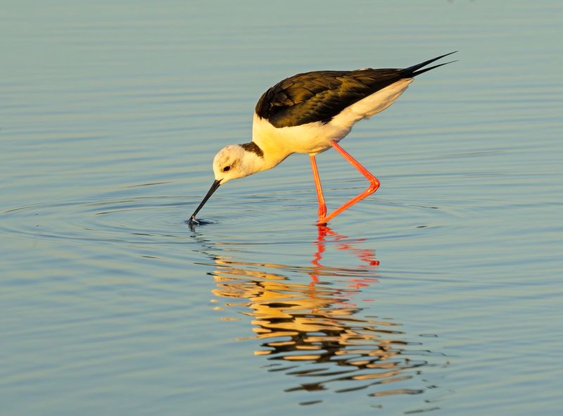 LESVOS BIRDS 2025    WORK IN PROGRESS !