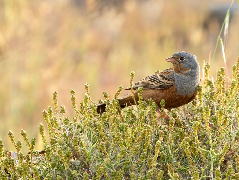 LESVOS BIRDS 2025 WORK IN PROGRESS !