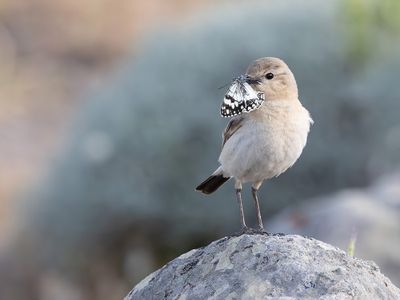 Isabelline wheatear - Oenanthe isabellina