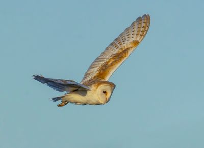Barn Owl - Tyto alba