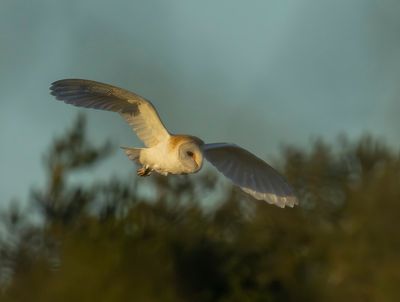 Barn Owl - Tyto alba