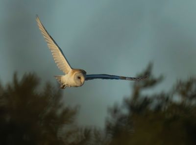 Barn Owl - Tyto alba