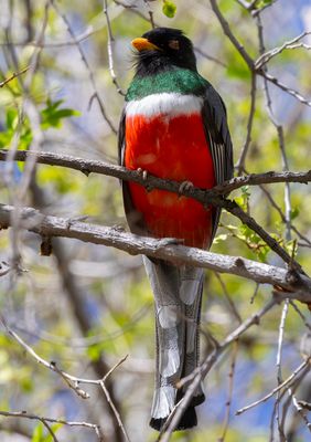 Elegant Trogan - Trogon elegans