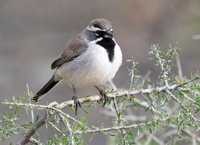 ARIZONA BIRDS 2024