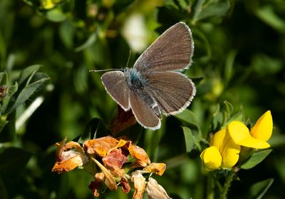 Small Blue - Cupido minimus