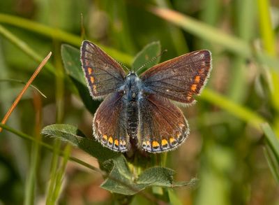 Common blue - Polyommatus icarus