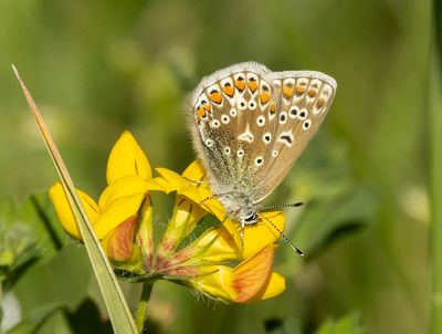 Common Blue - Polyommatus icarus