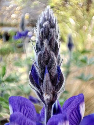 A Lupine Flower