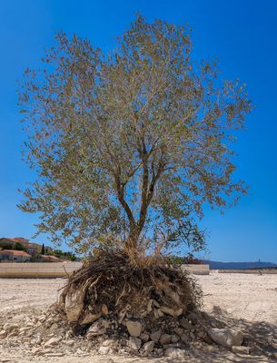 A Tree out of Water