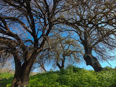 Bethlehem of Galilee