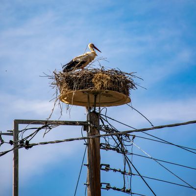 A stork, nesting on a power line