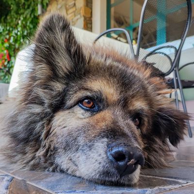 Old stray dogs are very common in Macedonia, and many restaurants feed them