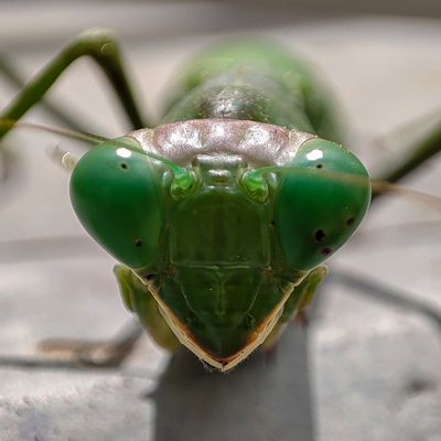 Take Me to Your Leader