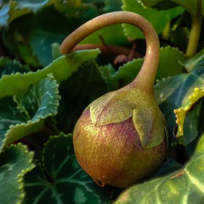 Cyclamen Seed Pod