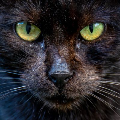 Pussycat