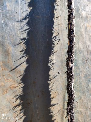Cast a Giant Shadow