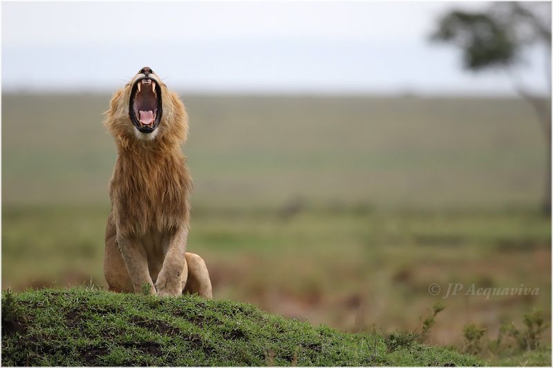 Baillement de lion - Yawning lion