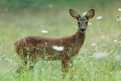 Chevreuil - Roe deer K86A3477.jpg