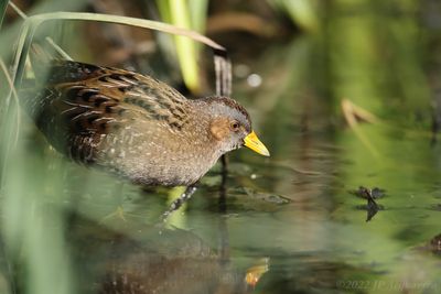 Marouette ponctue - Spotted crake K86A9632b.jpg