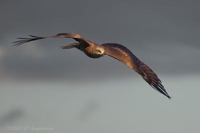 Milan noir - Black kite A3216c.jpg