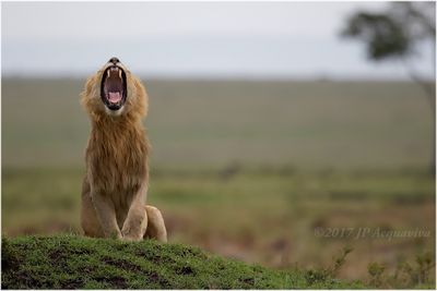 Baillement de lion - Lion yawn 1285_DxO.jpg