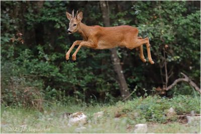 Chevreuil volant - Flying roe deer.jpg
