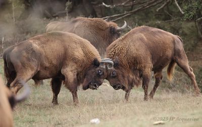 Combat de bisons - Bison fight K86A5381b .JPG