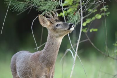 Chevreuil - Roe deer K86A7803b.JPG