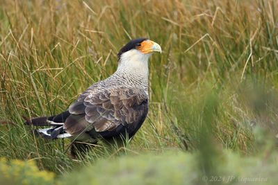 Caracara hupp 4357.jpg