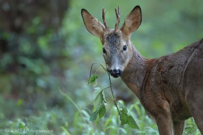 mammifères - mammals