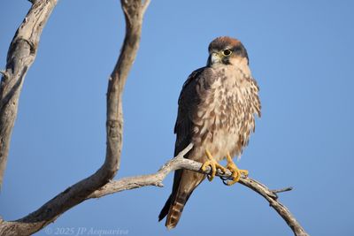 Kgalagadi Transfrontier Park 2025