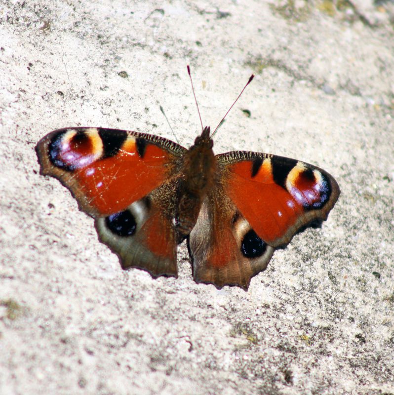Peacock Butterfly at Milan